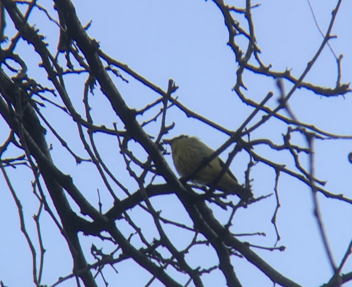 Western Tanager - ML291910361