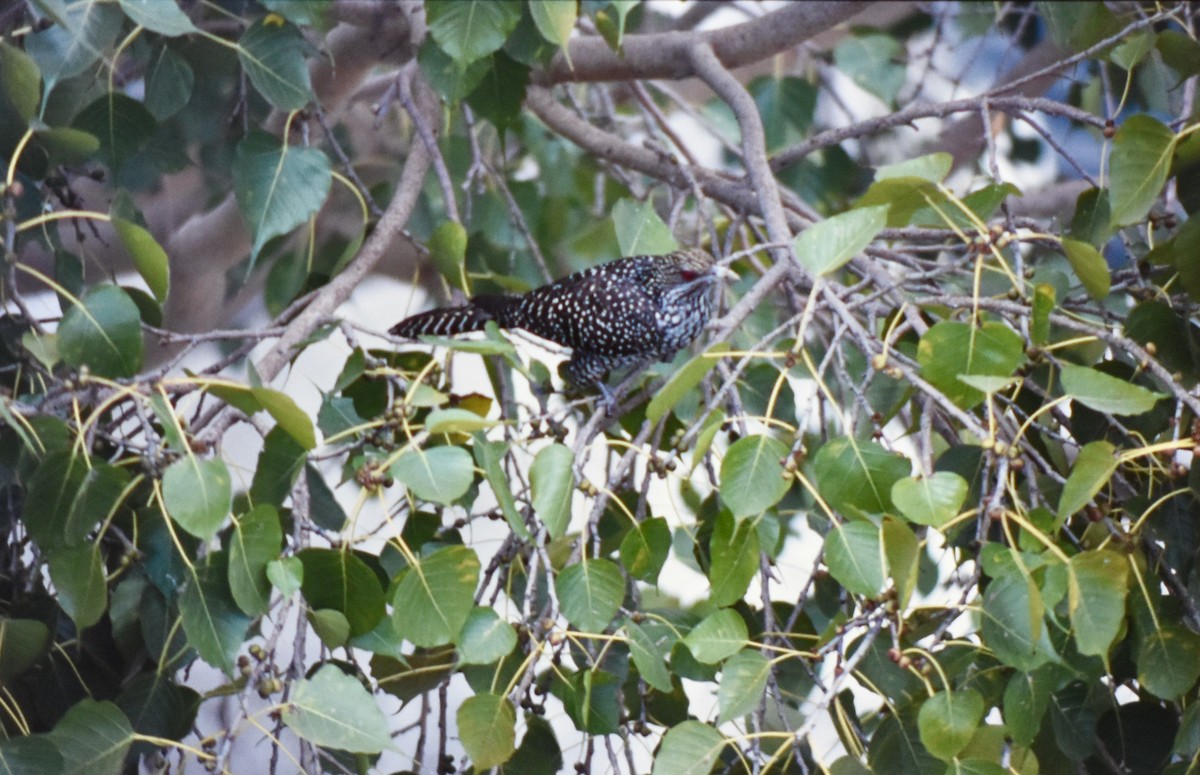 Asian Koel - ML291910401