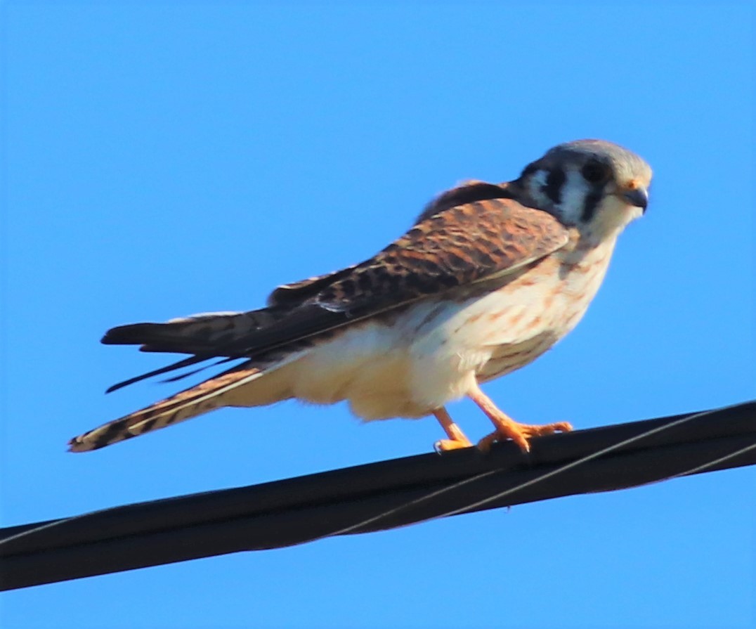 American Kestrel - Mitch Foret