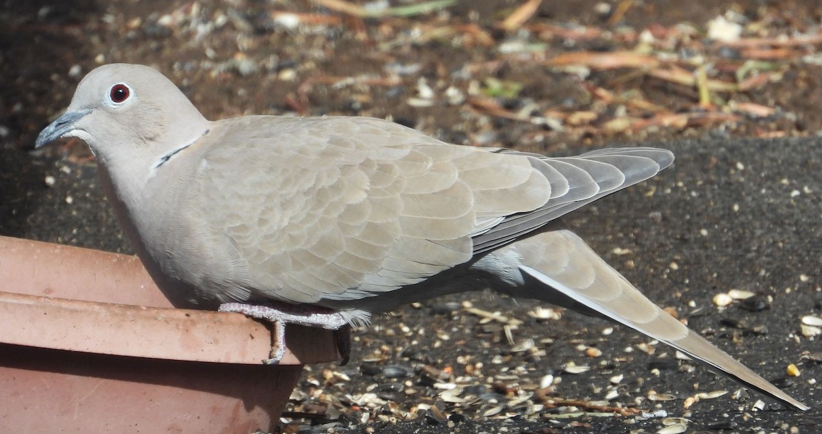 Eurasian Collared-Dove - ML291911521