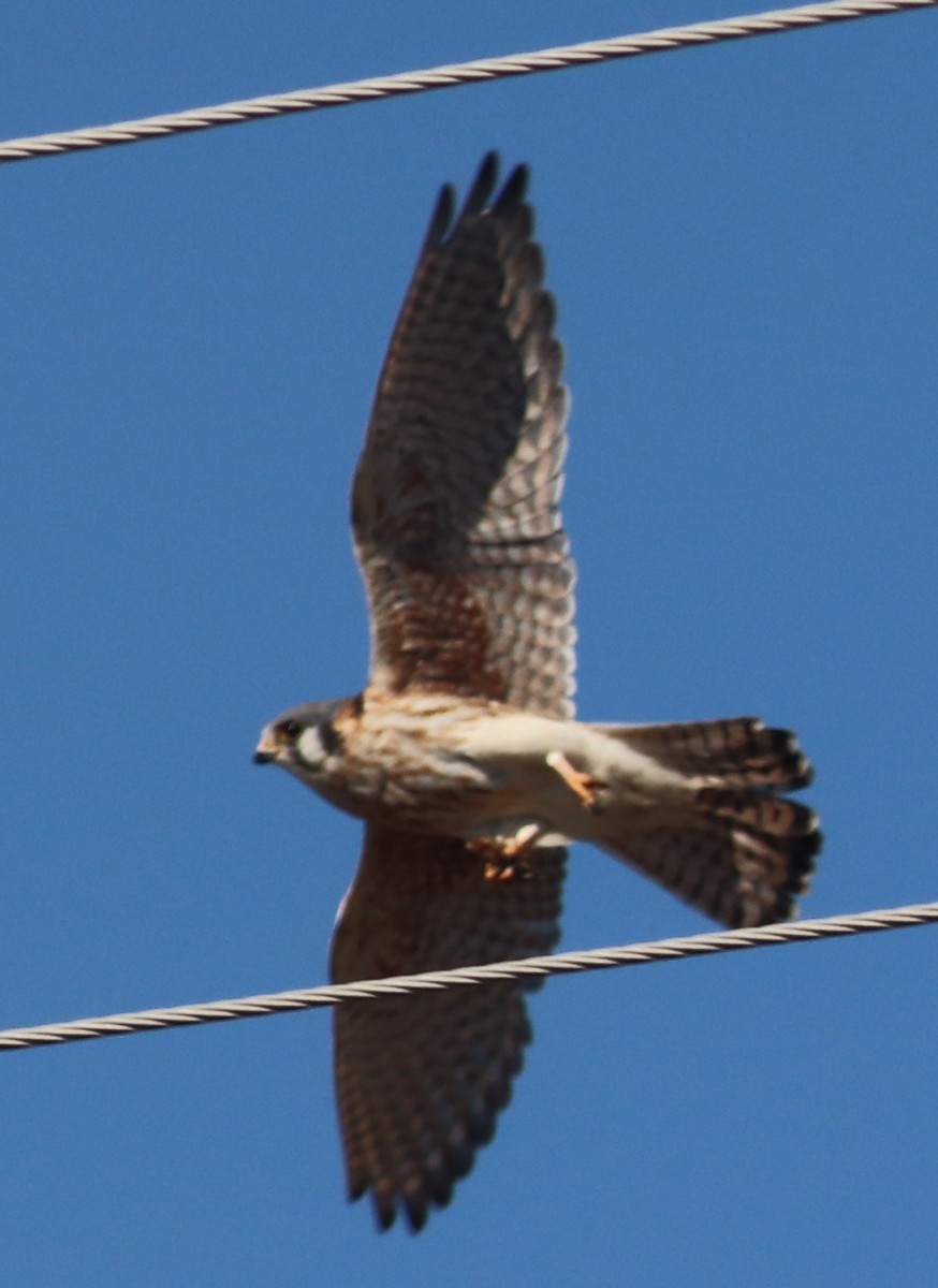 American Kestrel - Mitch Foret