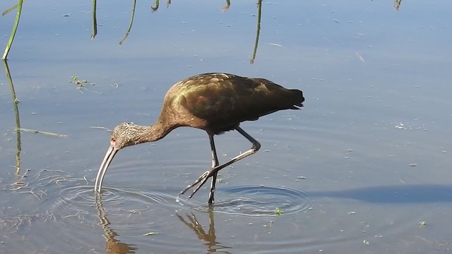 White-faced Ibis - ML291912031