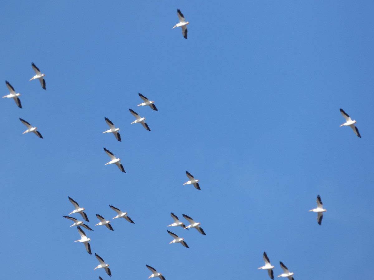 American White Pelican - ML291913631