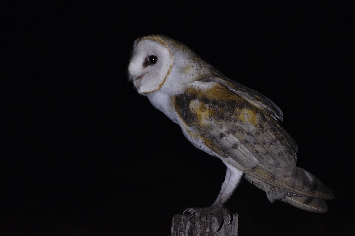 Barn Owl - ML291914721