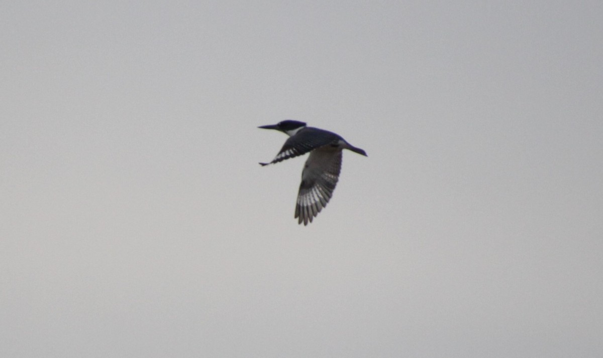 Belted Kingfisher - ML291915691