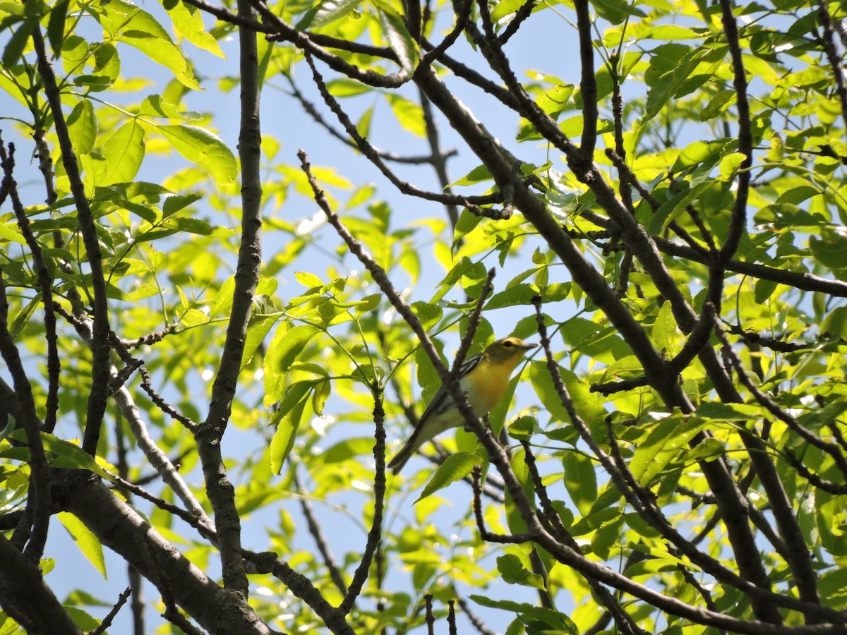 Yellow-throated Vireo - ML29191651