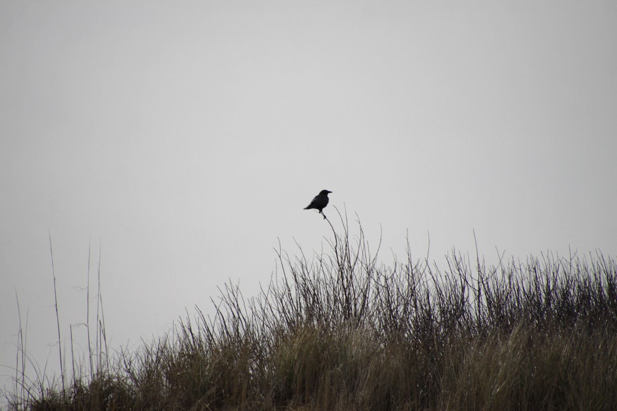 Corvus sp. (crow sp.) - ML291916651