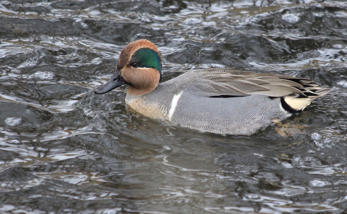 Green-winged Teal - ML291916961