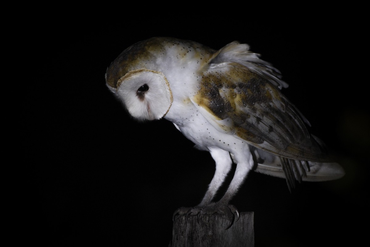 Barn Owl - ML291917111