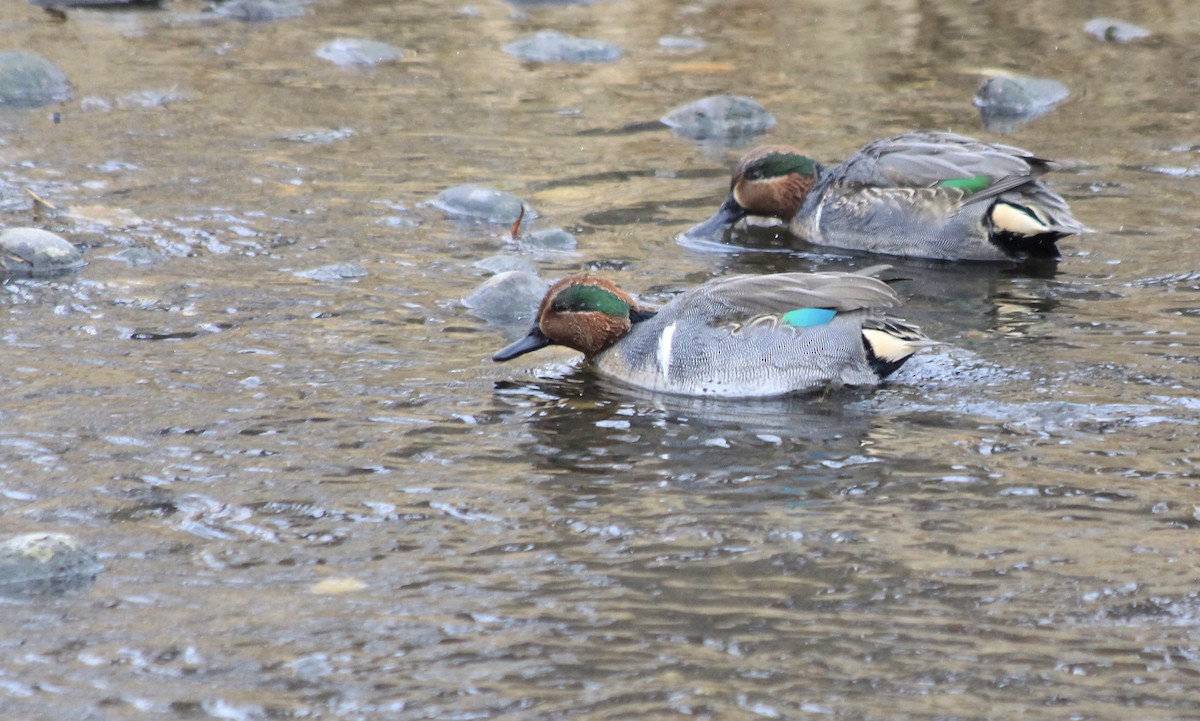 Green-winged Teal - ML291917191