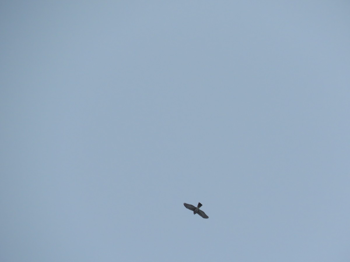 Sharp-shinned Hawk - Wendy Roberts