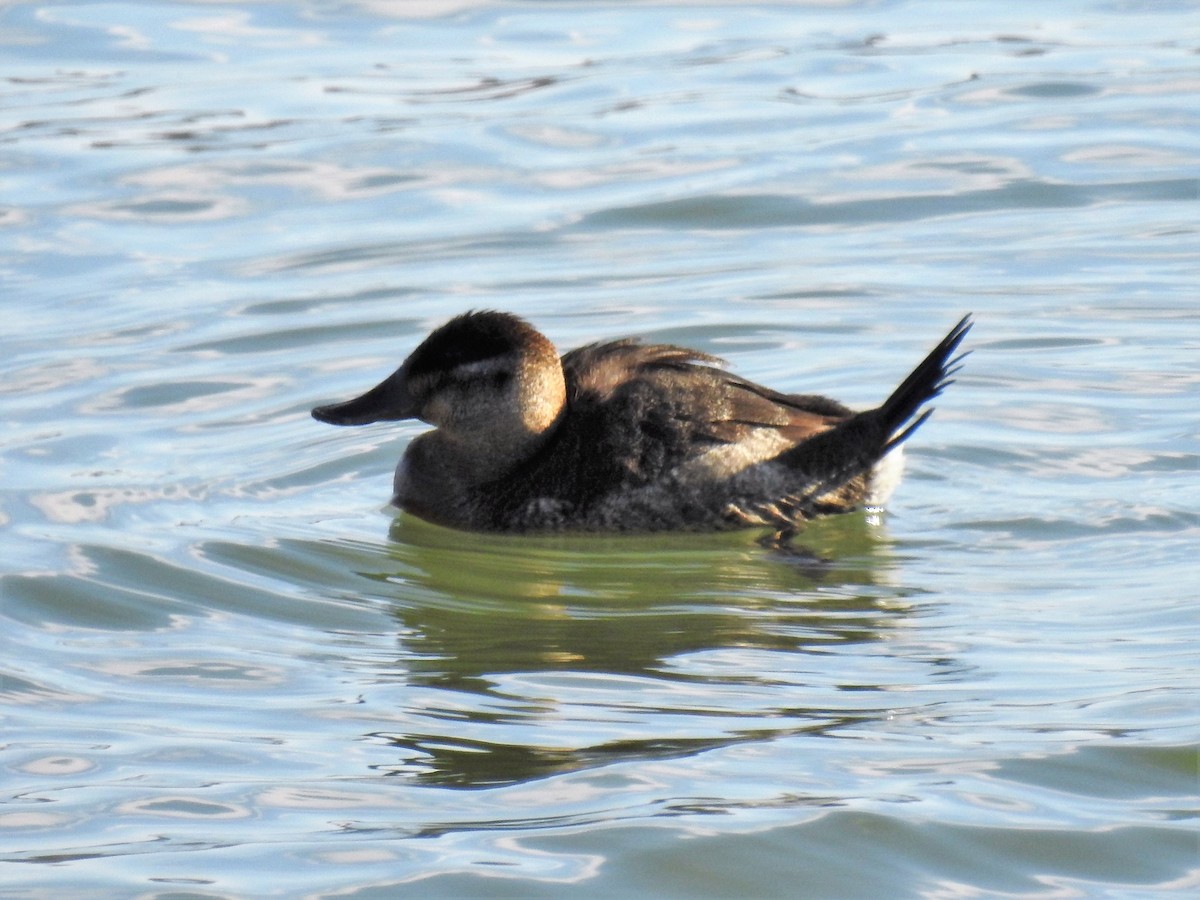 Ruddy Duck - ML291921451