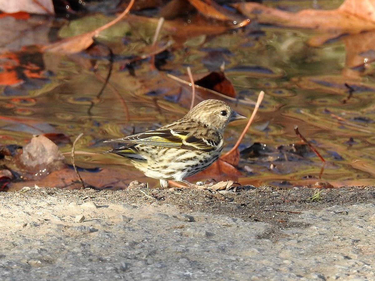 Pine Siskin - ML291921601