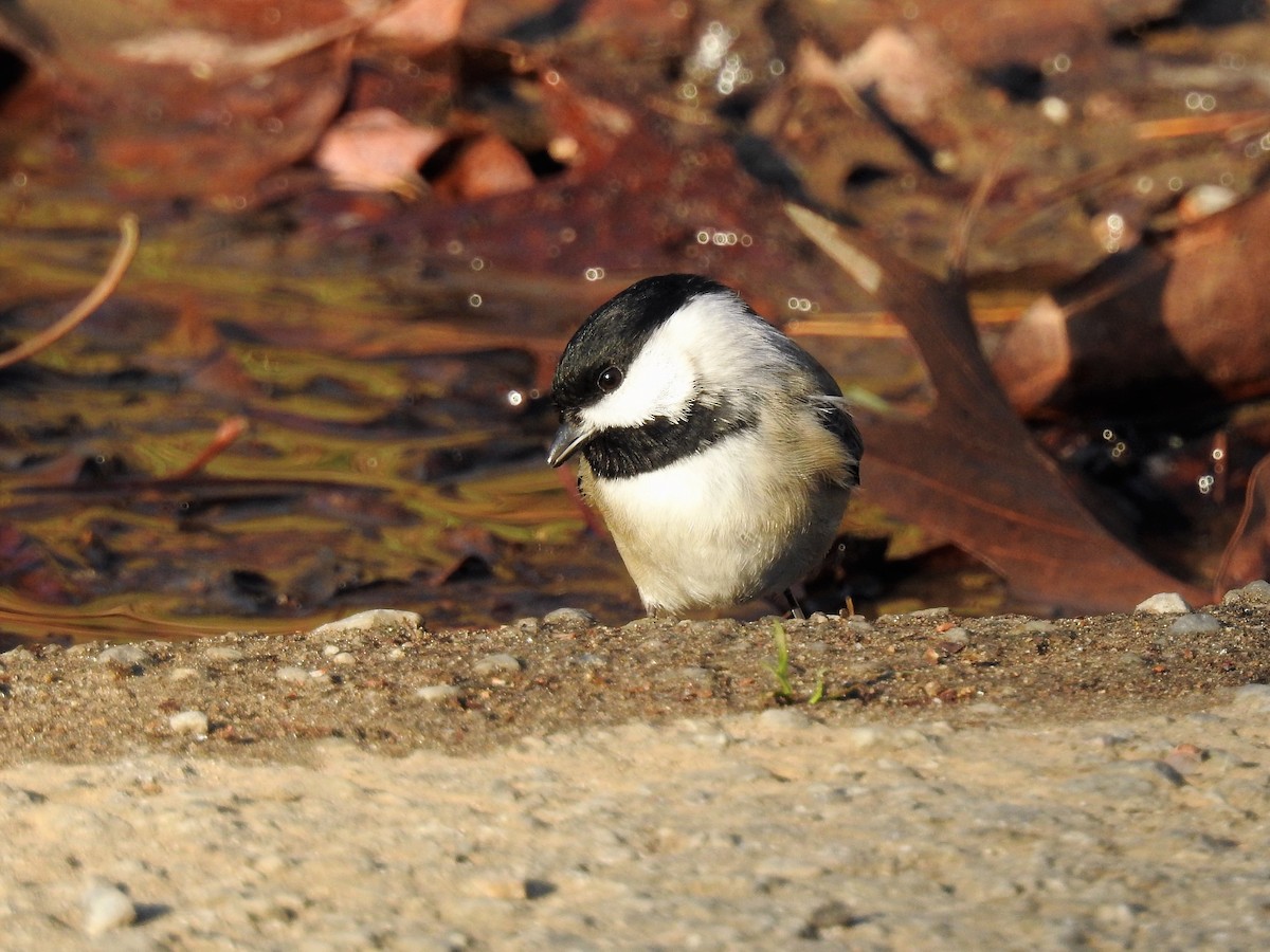 Carolina Chickadee - ML291921731