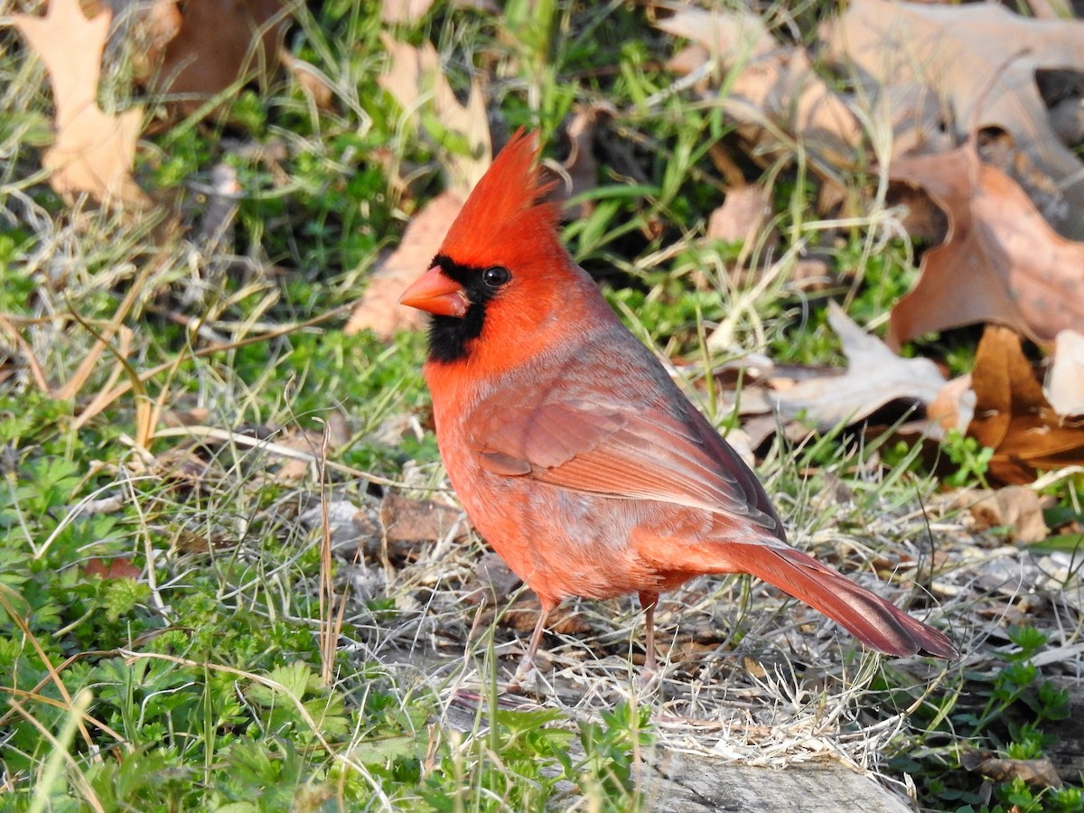 Cardenal Norteño - ML291921931