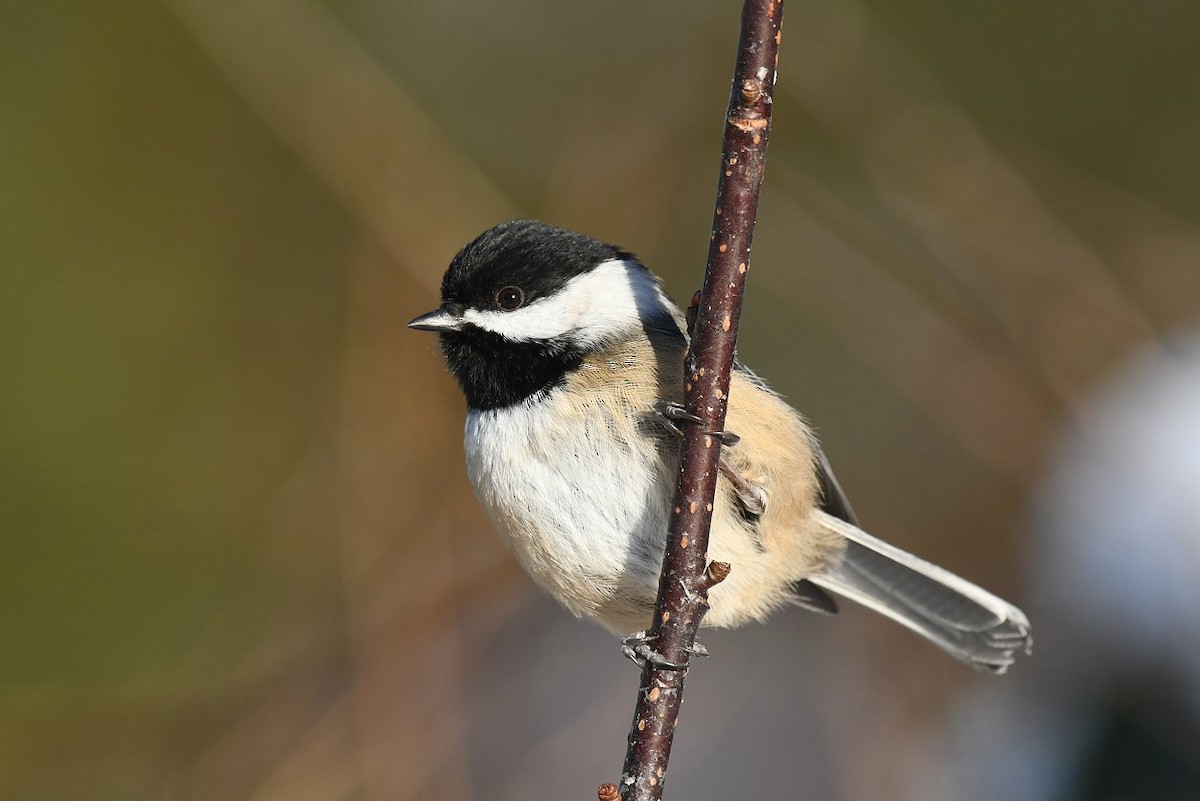 Black-capped Chickadee - ML291921981