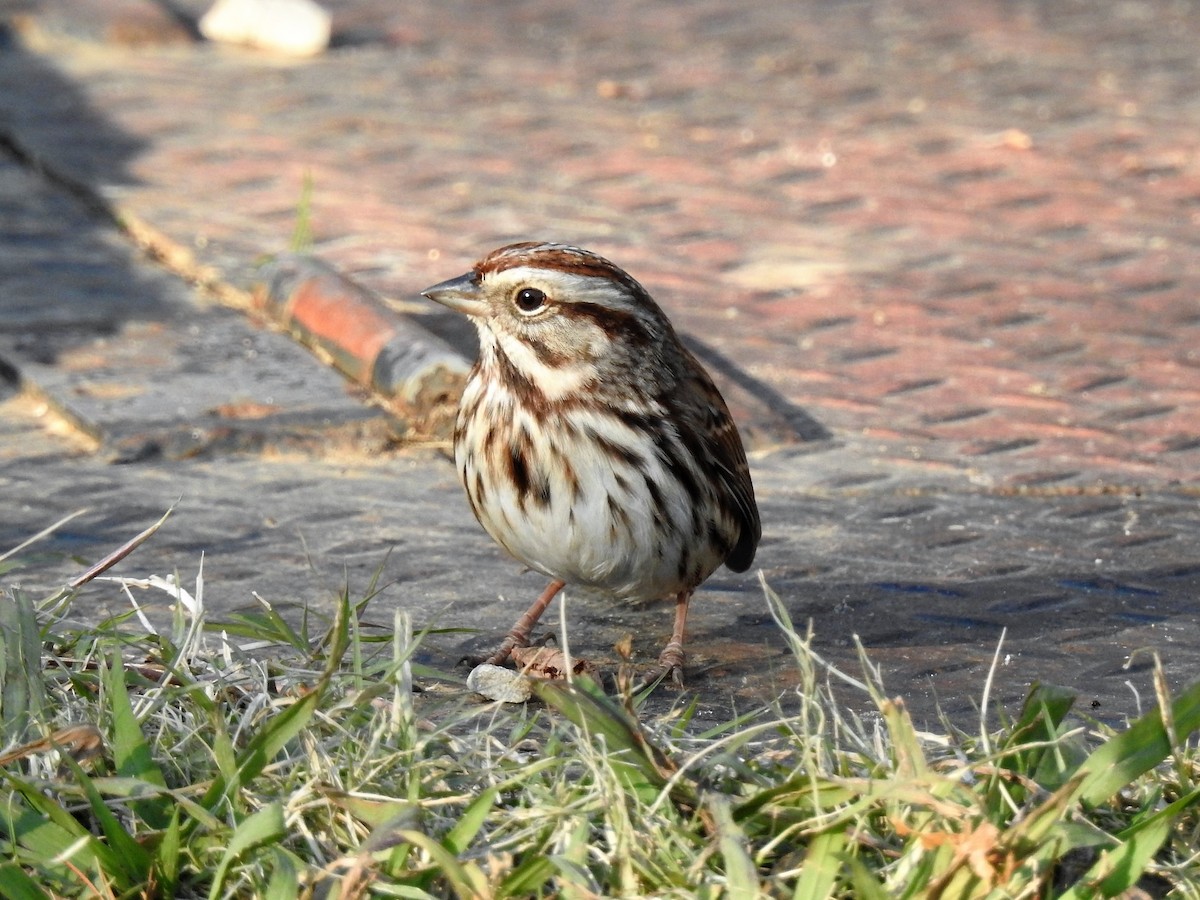 Song Sparrow - ML291922041