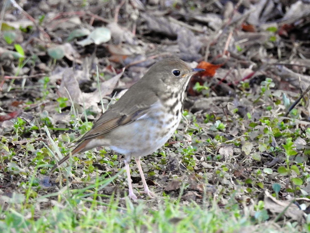 Hermit Thrush - ML291922161