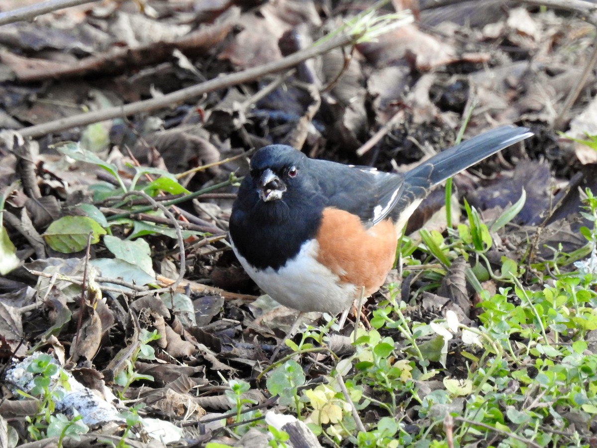 Eastern Towhee - ML291922221