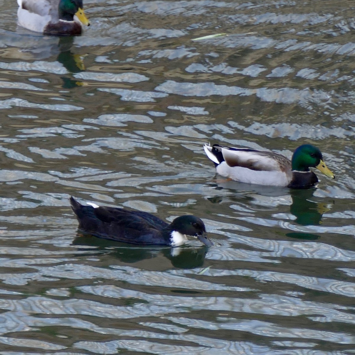 Canard colvert - ML291922961