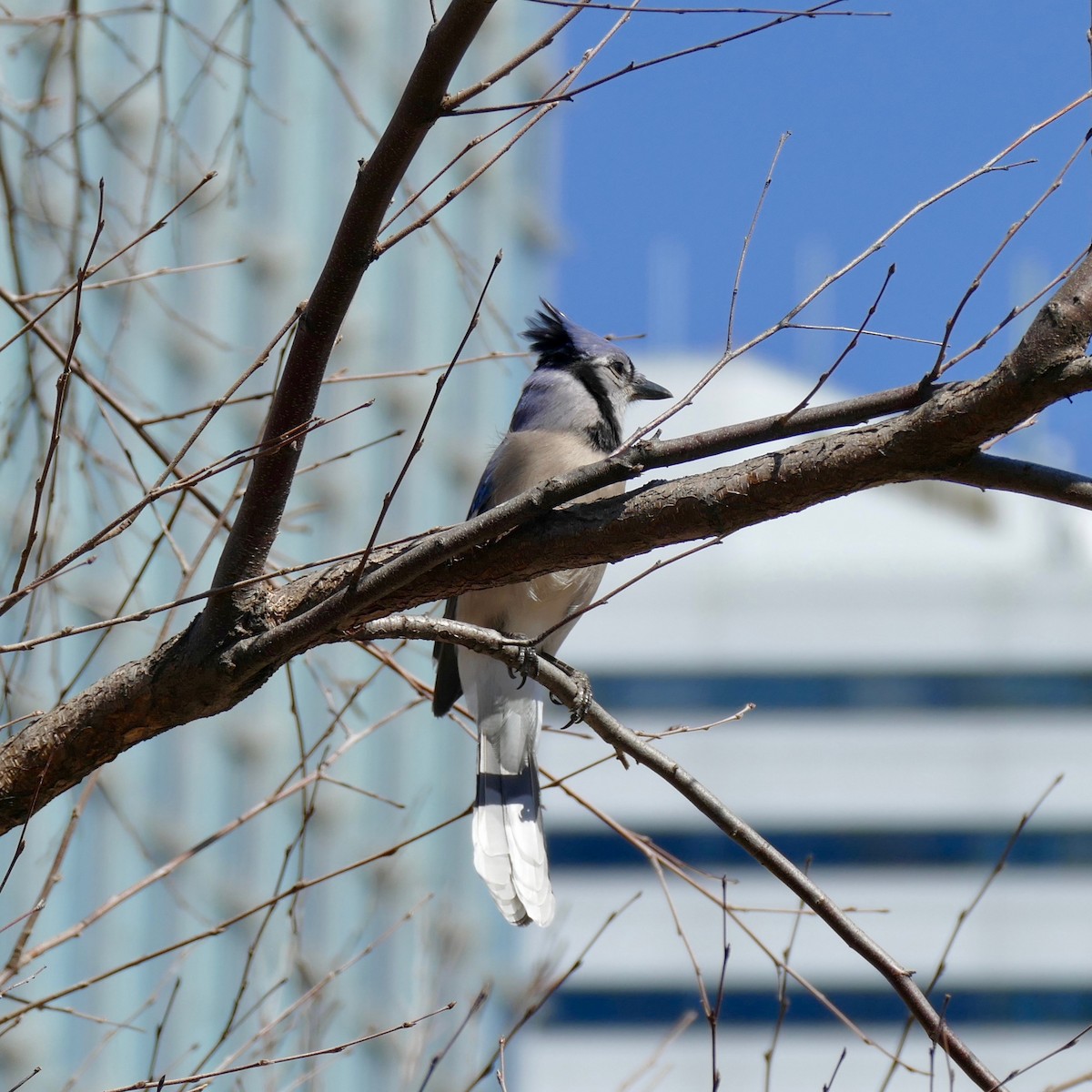 Blue Jay - Don Hall