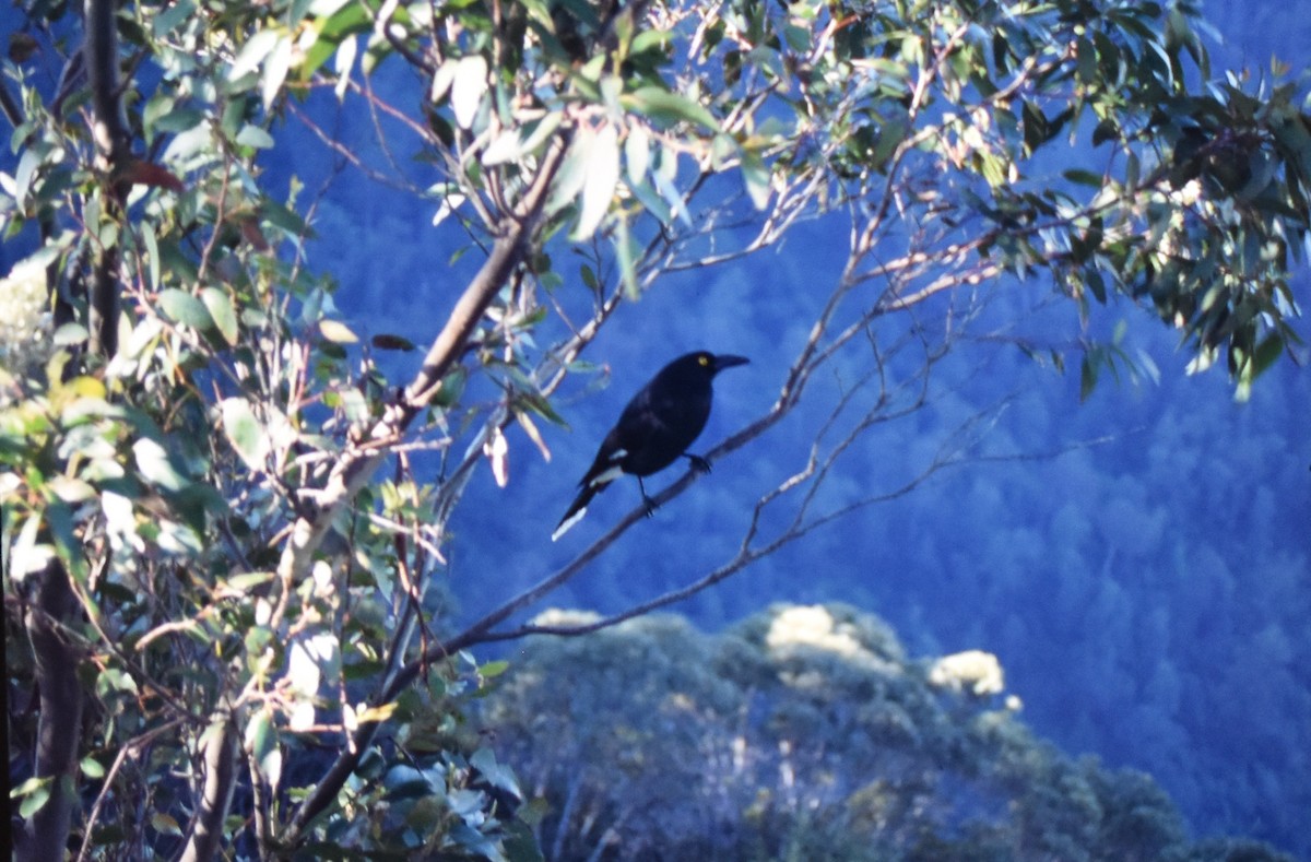 Pied Currawong - ML291923401