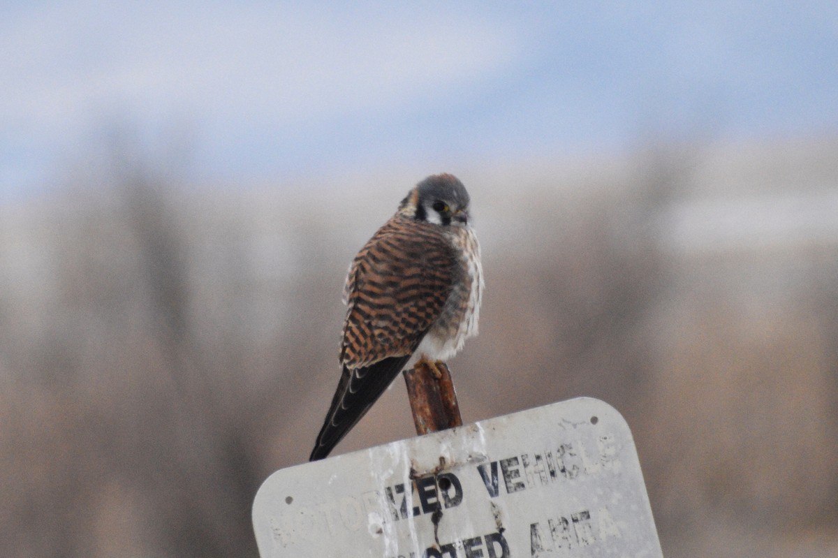 American Kestrel - ML291923621