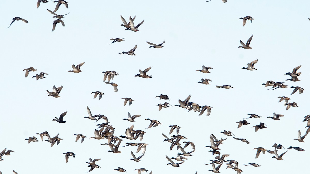 Northern Pintail - ML291923931