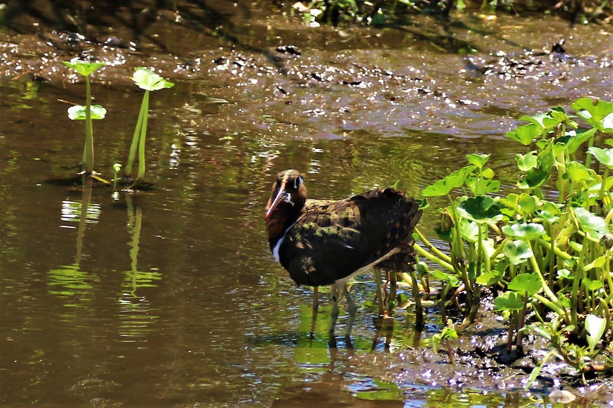 Greater Painted-Snipe - ML291924211