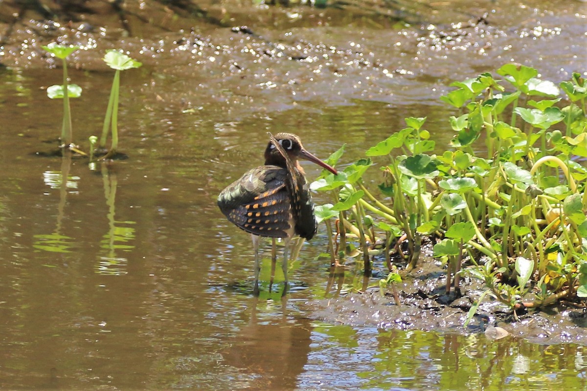 Greater Painted-Snipe - ML291924221