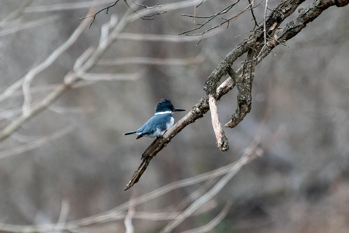 Belted Kingfisher - ML291924231