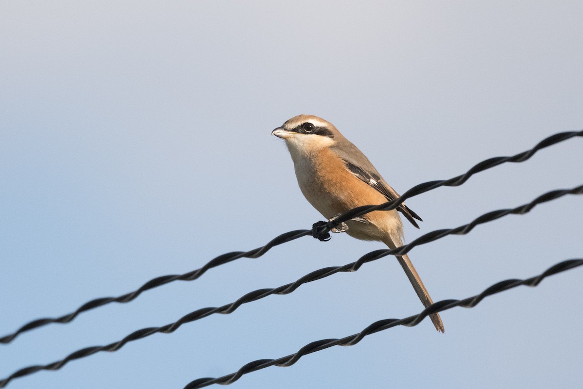 Bull-headed Shrike - ML291924351