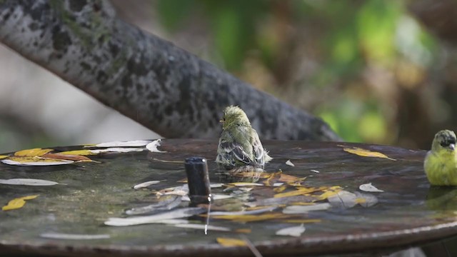 Lesser Goldfinch - ML291924501