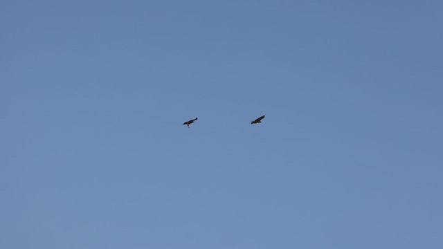 Red-tailed Hawk (calurus/alascensis) - ML291925561