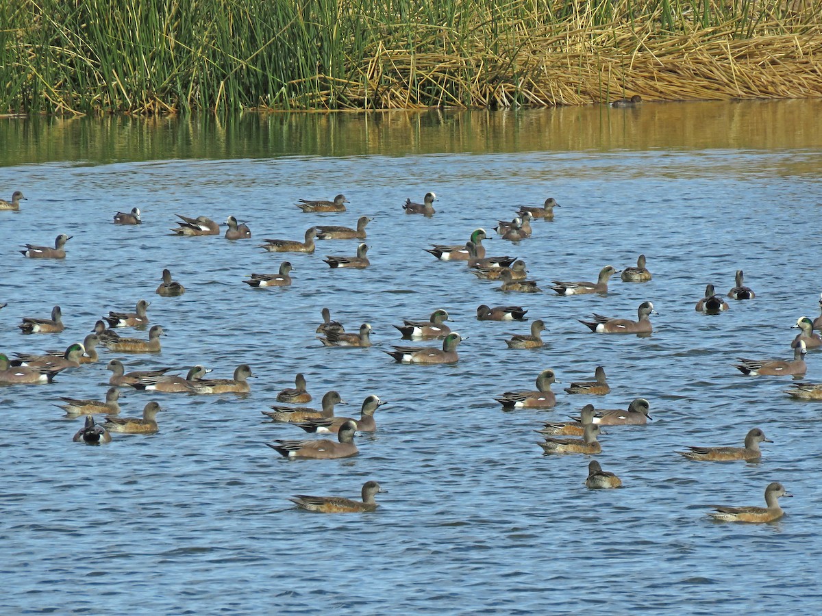 American Wigeon - ML291927411