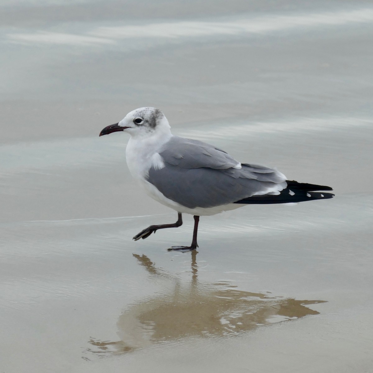 Laughing Gull - ML291928231