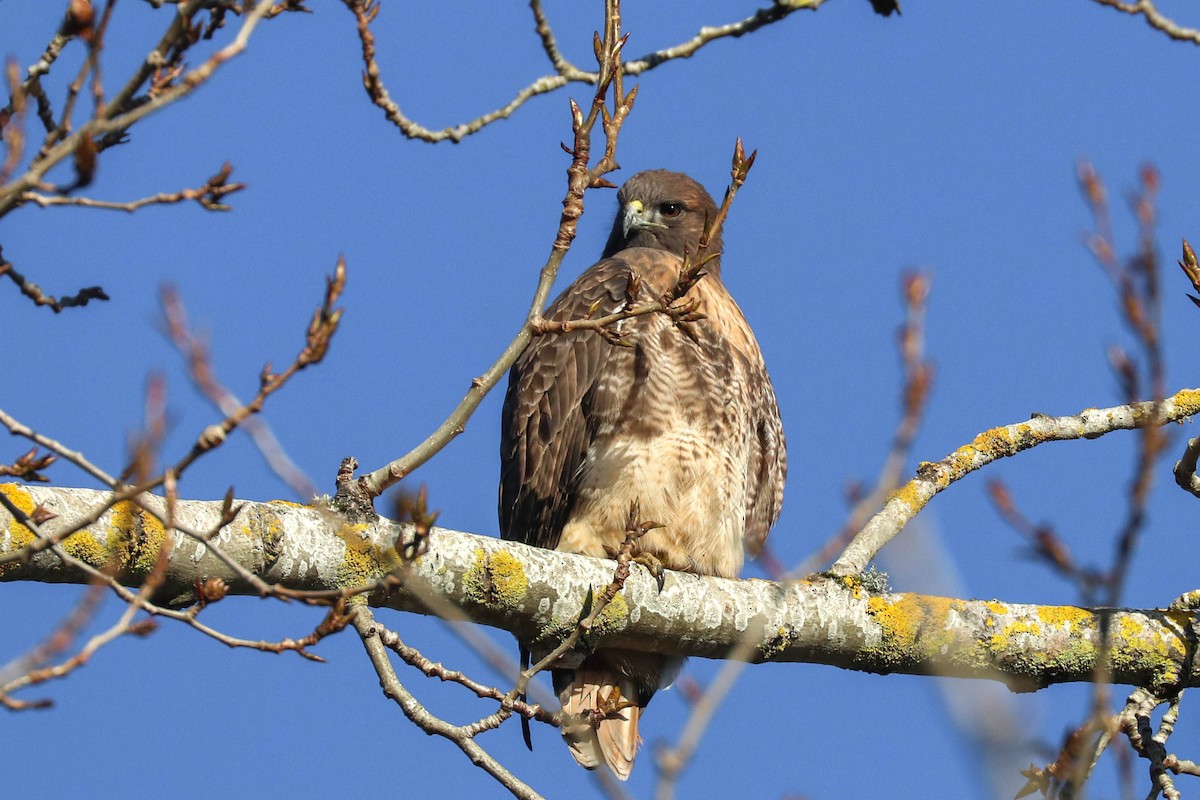 Red-tailed Hawk - Jen Sanford