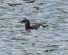 Pigeon Guillemot - ML291930991