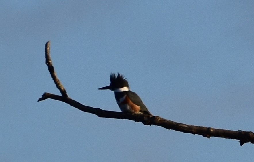 Belted Kingfisher - ML291932301