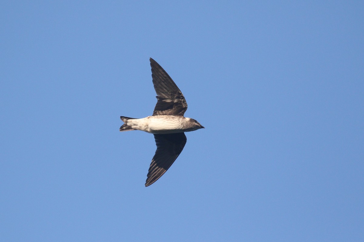 Golondrina Purpúrea - ML291934621