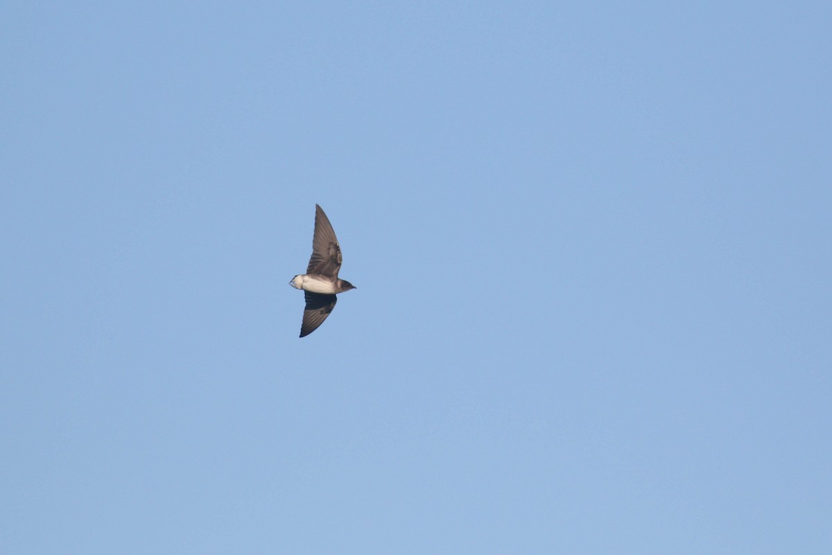 Golondrina Purpúrea - ML291935281