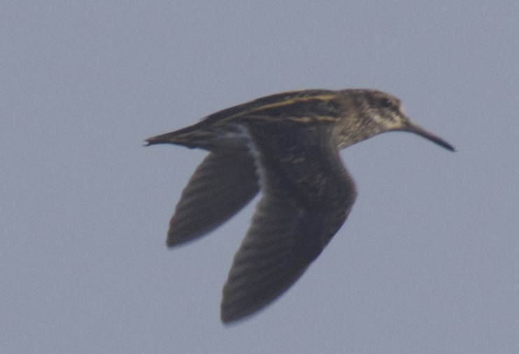 Jack Snipe - Jose Paulo Monteiro