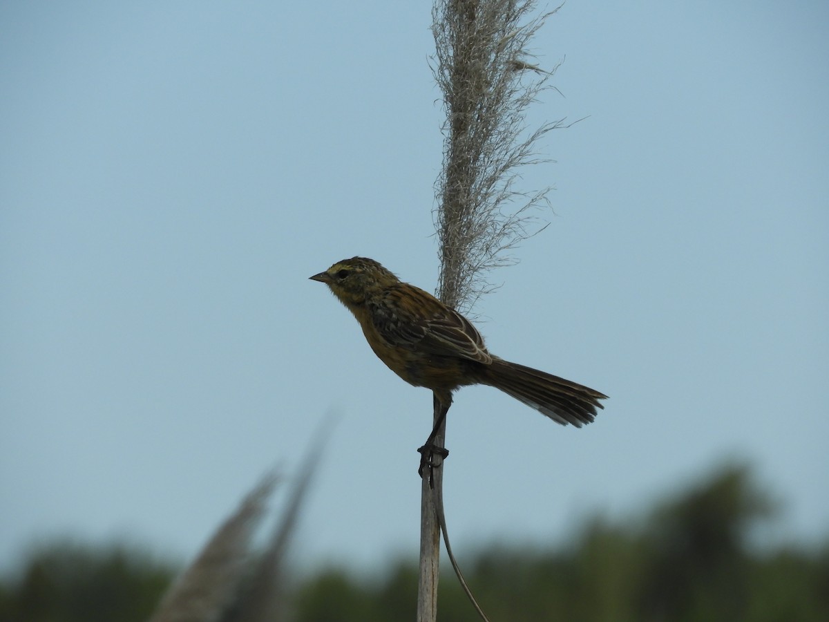 Long-tailed Reed Finch - ML291938741