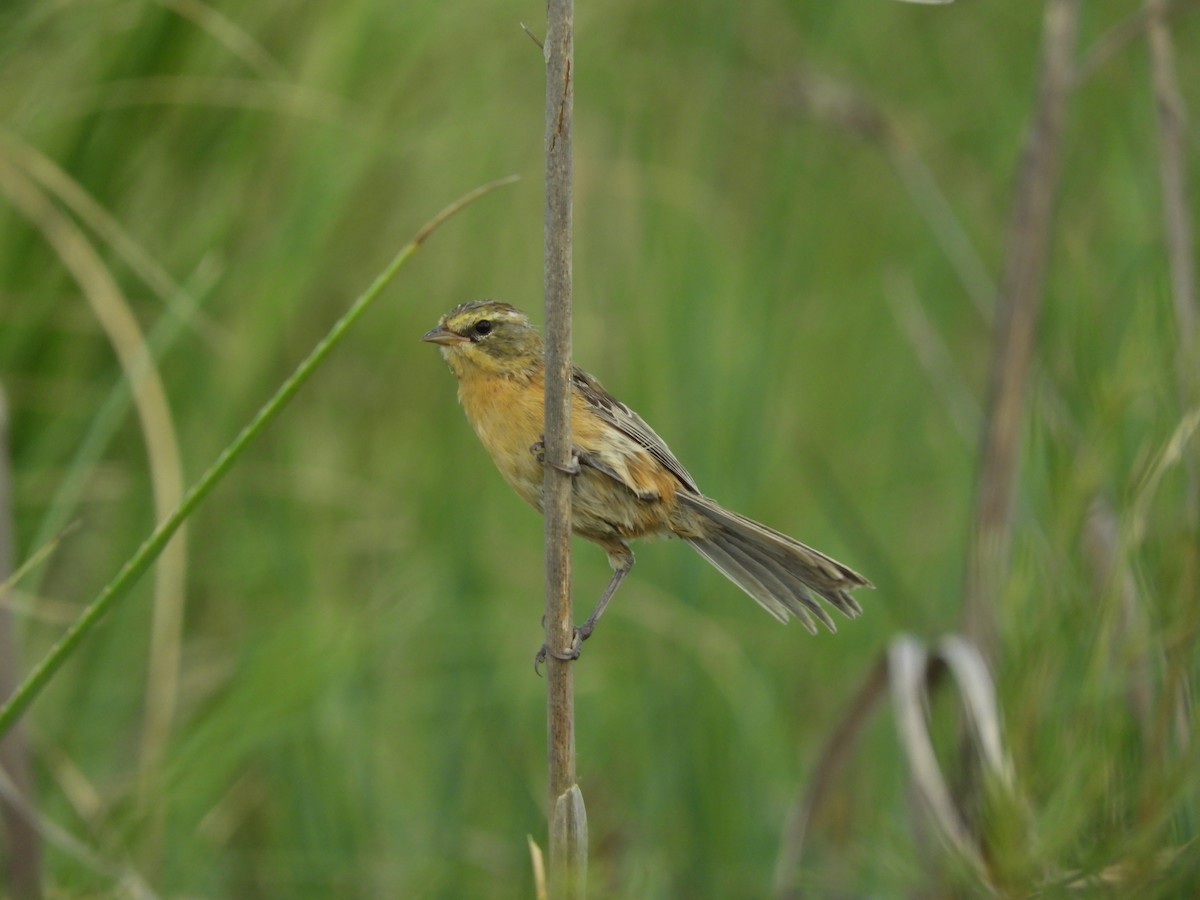 Long-tailed Reed Finch - ML291938851