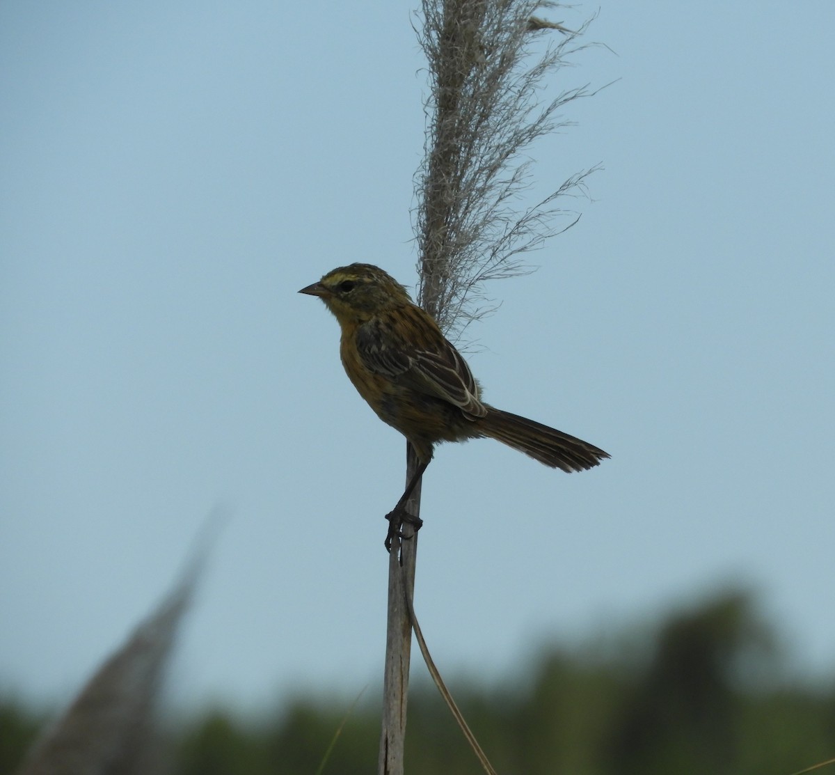 Long-tailed Reed Finch - ML291939081