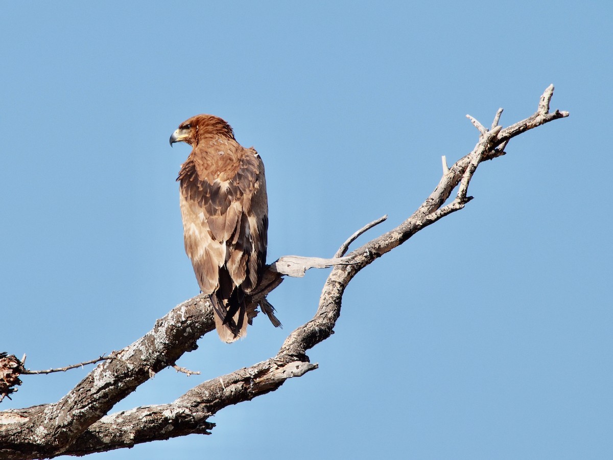 Brown Snake-Eagle - Bitty Roy