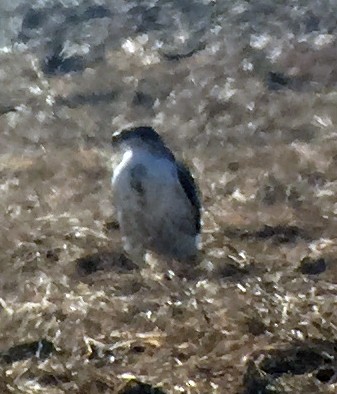 Ferruginous Hawk - ML291940081