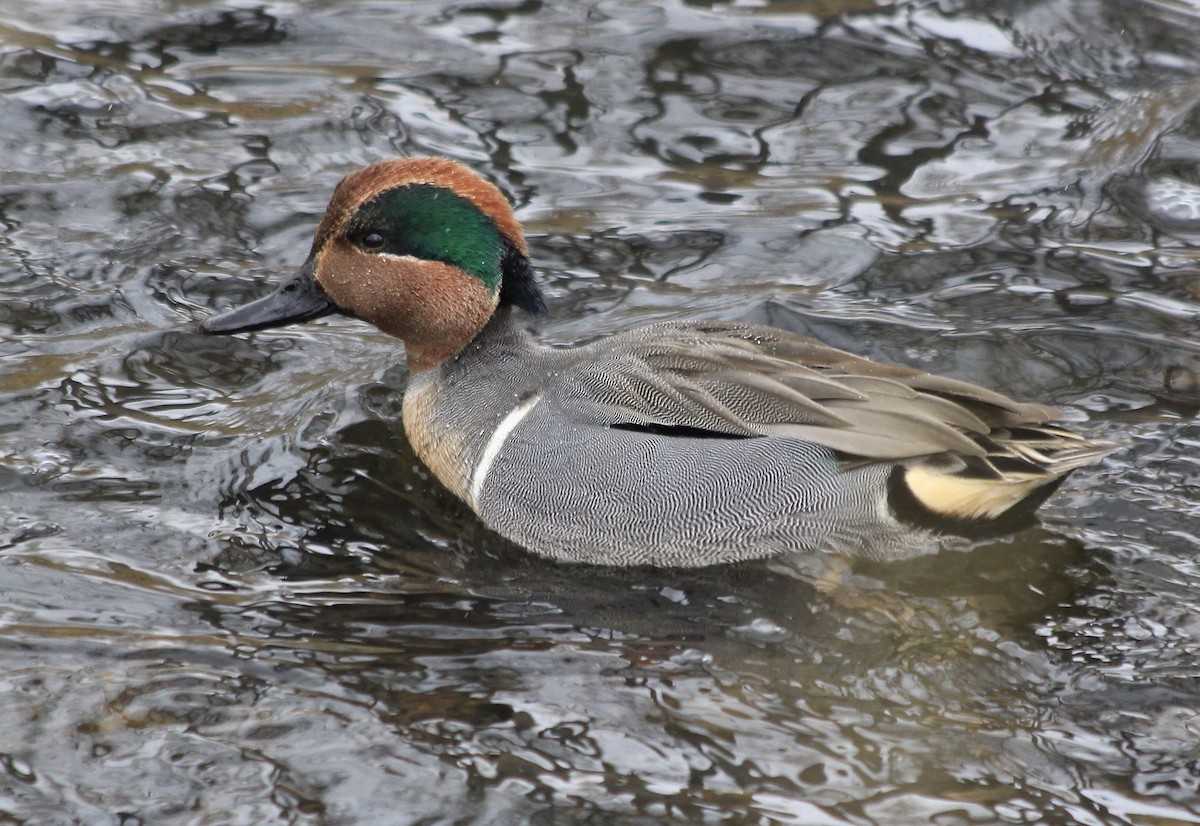 Green-winged Teal - ML291942051