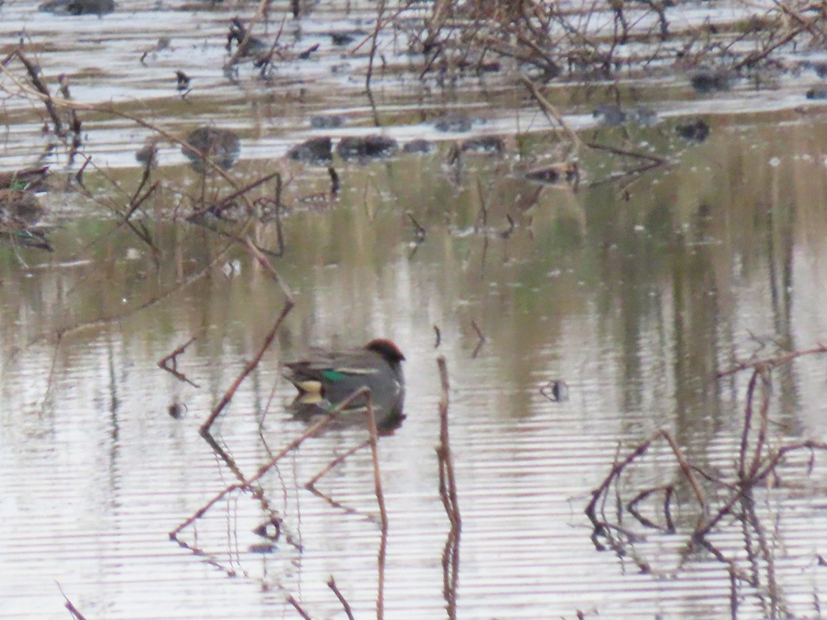 Green-winged Teal (Eurasian x American) - ML291943661