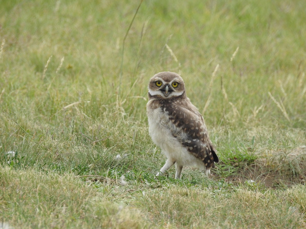 Burrowing Owl - ML291943791